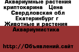 Аквариумные растения криптокарина › Цена ­ 50 - Свердловская обл., Екатеринбург г. Животные и растения » Аквариумистика   